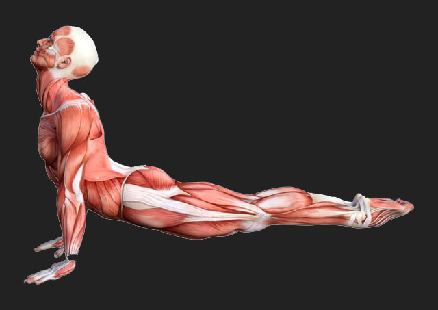 肌肉伸展操：背部伸展式