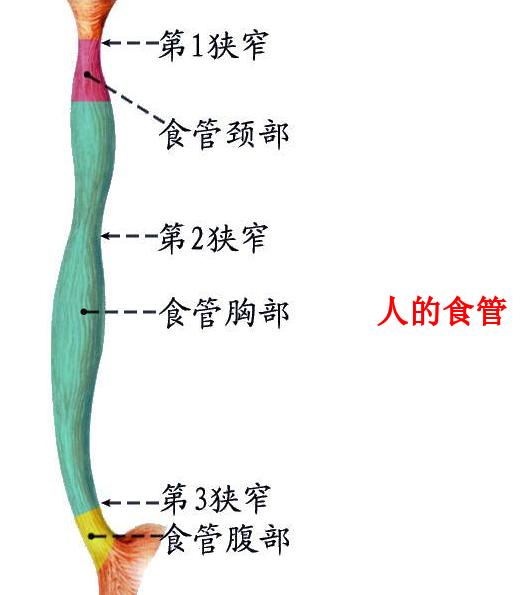 人的食管